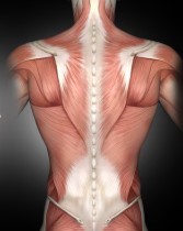 Back muscles on the line: Why runners suffer from recurring injuries
